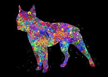 Boston terrier watercolor