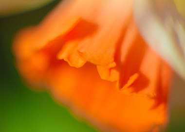 Daffodil flower