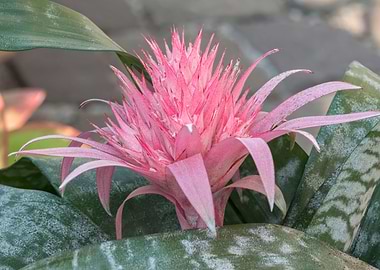 pink aechmea flower