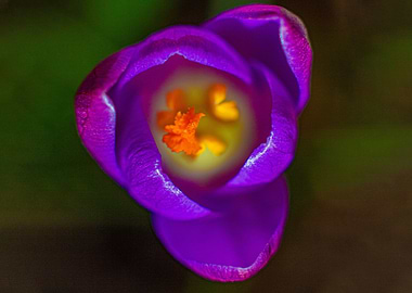 Crocus blossom for spring