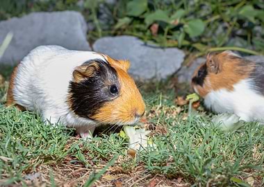 Guinea pig