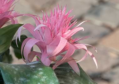 pink aechmea flower