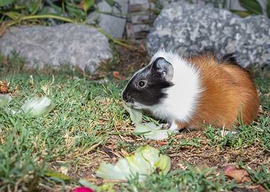 Guinea pig