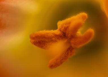 Pollen of a daffodil