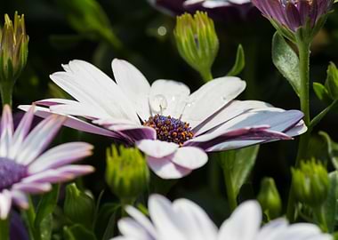 white daisy in bloom
