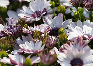 white daisy in bloom