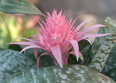pink aechmea flower