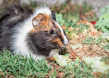 Guinea pig