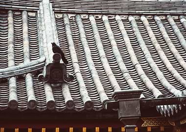 Crow on Roof
