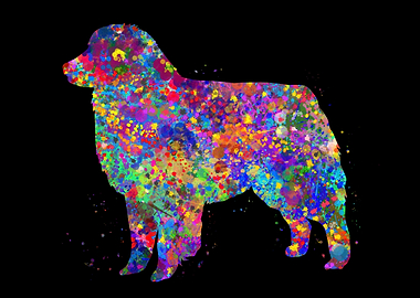 Australian shepherd cute