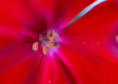 Red geranium blossom macro