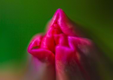Tulip bud in spring