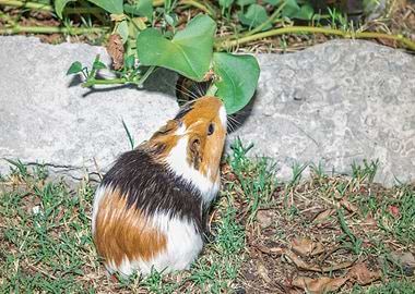 Guinea pig