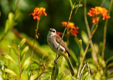 Yellow vented bulbul