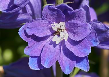 purple delphinium flower
