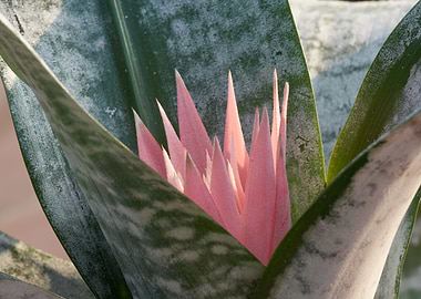 pink aechmea flower