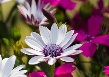 white daisy in bloom