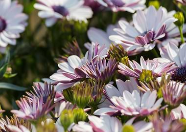 white daisy in bloom