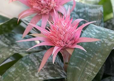 pink aechmea flower