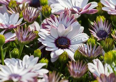 white daisy in bloom