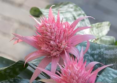 pink aechmea flower