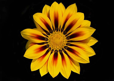 Gazania Flower