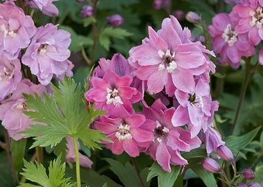 red delphinium flower