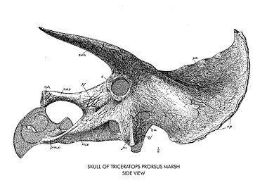 TRICERATOPS PRORSUS SIDE