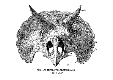 TRICERATOPS PRORSUS FRONT