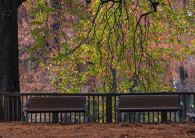 tree in the park in autumn
