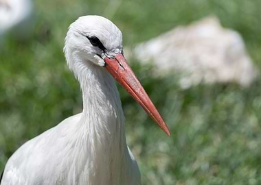 white stork