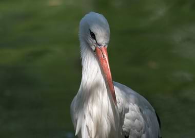 white stork