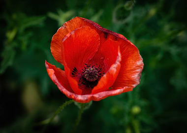 Red Poppy Blooming Flower