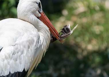 white stork