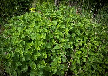 Nettle Plants