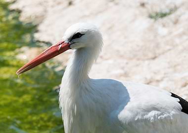 white stork