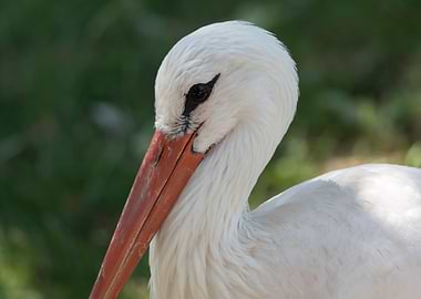 white stork