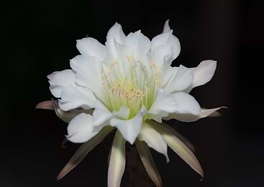 Night Blooming Cereus