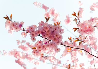 Shaded sakura fluf ball