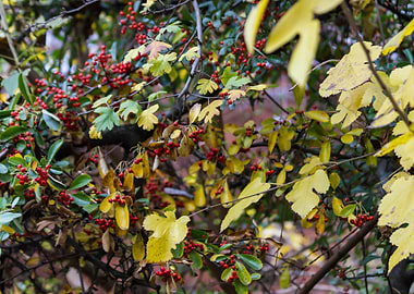 berries in the forest