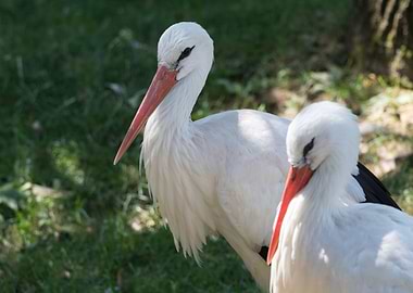white stork