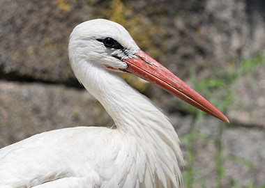 white stork