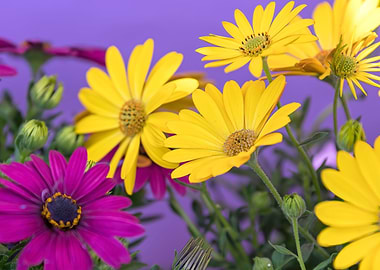 yellow gerbera daisy
