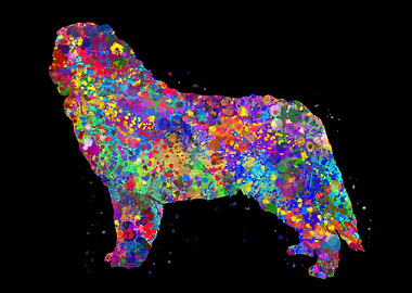 Bernese Montain watercolor