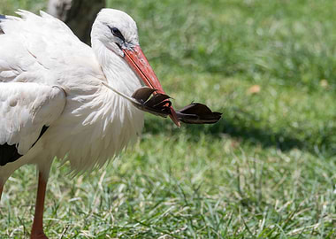 white stork