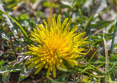 dandelion in the meadow