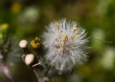 dandelion flower in spring