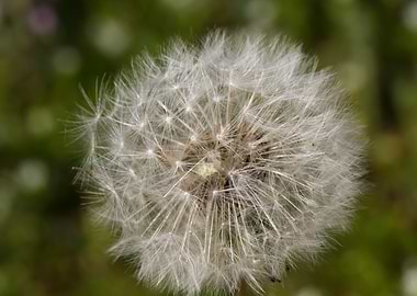 dandelion flower in spring