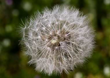 dandelion flower in spring