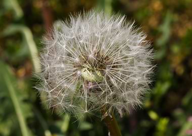 dandelion flower in spring
